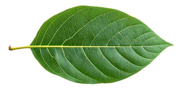 Single Green Leaf with Visible Veins and Texture on Transparent Background, PNG