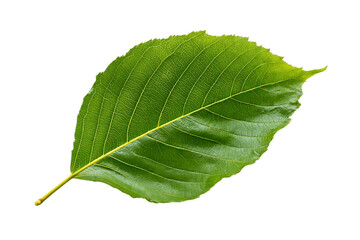 Fototapeta premium Single Green Leaf with Visible Veins Isolated on Transparent Background, PNG