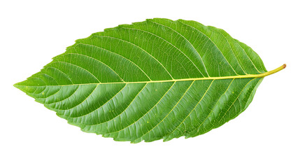 Fototapeta premium Single Vibrant Green Leaf with Visible Veins on Transparent Background, PNG