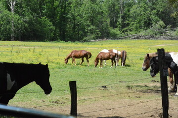 Naklejka premium Cades Cove