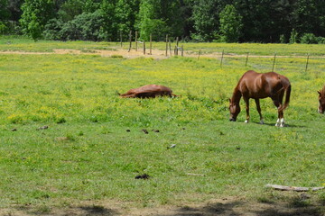 Fototapeta premium Cades Cove