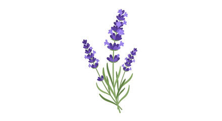 Obraz premium Graceful Lavender Cluster: Aromatic purple blossoms on translucent backdrop create ethereal botanical watercolor, inviting serenity and natural