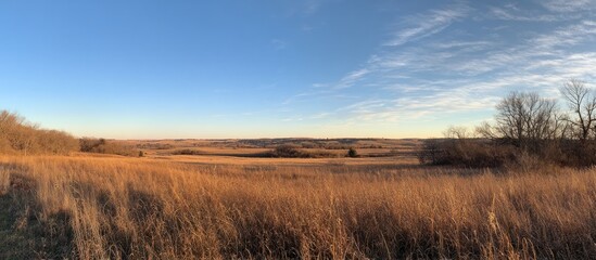 Fototapeta premium Serene Prairie Sunset: A panoramic view of a golden grassland under a clear sky