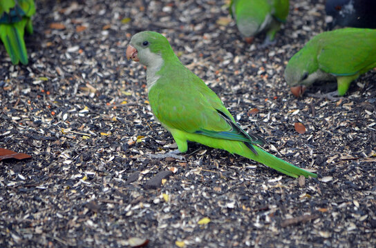 Green Parrot