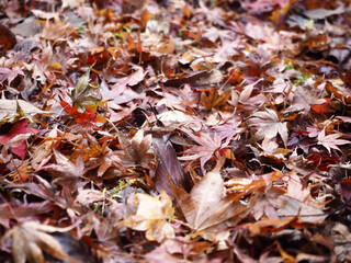 降り積もった落ち葉