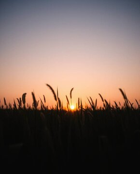 Fine art photograph of a sunset over a tall grass field. Soft contrast, soft saturation, balanced tones, vibrant complementary colors, warm and slightly dark.