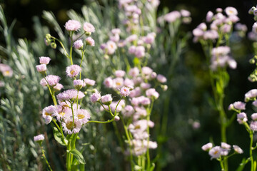 Spring Flowers in Morning Light⑤