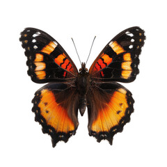 Close-up of a butterfly with orange, black, and white wings