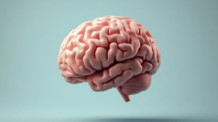 A Detailed 3D Render of a Human Brain on a Clean Blue Background