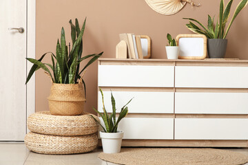 Chest of drawers with Sansevieria plants, books and frames in living room