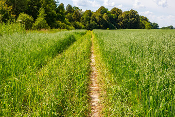 Path laid along the edge of a green cereal field