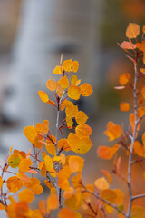Close up shot of orange aspen leaves in autumn time