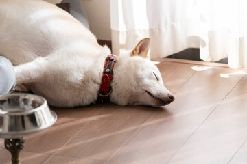 平和な環境で昼寝する犬