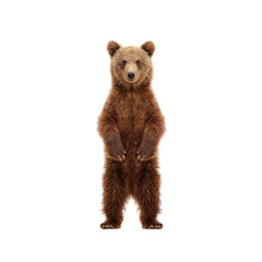 Fototapeta premium Brown Bear Standing Upright in Nature, Captivating Wild Animal Portrait with Lush Fur and Intense Eyes