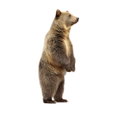 Adorable Brown Bear Standing Upright in a Natural Forest Setting Against a White Background for Wildlife Photography