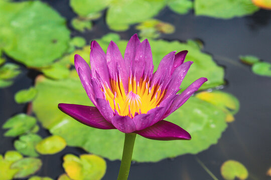 purple flower in front of lilypad
