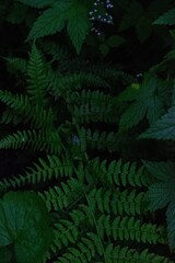 green fern leaves