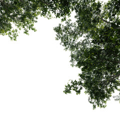 High-angle view of lush green foliage