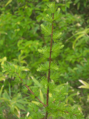 Branch of Larix kurilensis larch tree native to Kuril Islands with young Light green needles 