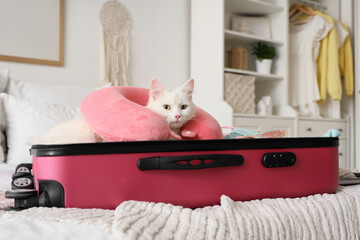 Cute white cat in open suitcase with things and travel pillow on bed at home