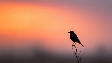 Bird perched on branch silhouetted against vibrant sunset creates serene atmosphere in remote coastal area