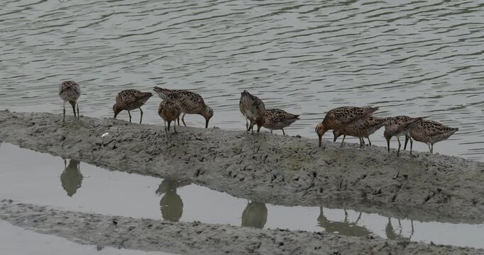 Bar-tailed godwit birds (Limosa lapponica) looking for food in the muddy marshlands during daytime