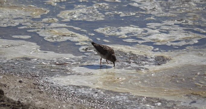 Bar-tailed godwit bird (Limosa lapponica) looking for food in the muddy marshlands on a sunny day