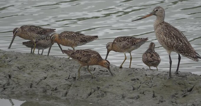 Closeup of bar-tailed godwit birds (Limosa lapponica) looking for food in the muddy marshlands