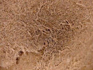 Intricate Network of Fibers A CloseUp of Natural Texture and Earthy Tones.