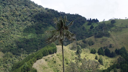 Salento and Cocora Valley, colombia