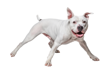 american bulldog puppy running, isolated on white background.
