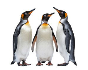 Fototapeta premium three king penguins standing, isolated on white background.
