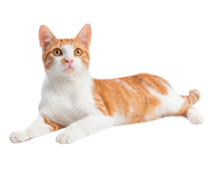 orange tabby cat lying down isolated on transparent background.