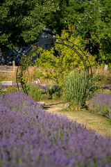 View of blooming lavender flowers in a field.