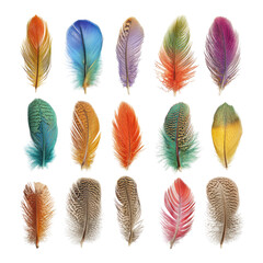 Colorful bird feathers