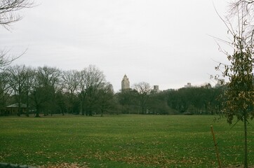 landscape with trees