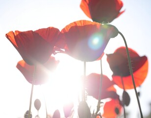 Vibrant red poppies bathed in bright sunlight, seen from below against a brilliant sky, creating a beautiful silhouette with striking lens flare.