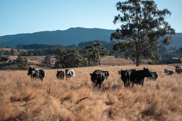 Angus, wagyu and murray grey beef bulls and cows, being grass fed on a hill in Australia.