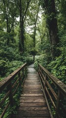 Wooden walkway through lush green forest