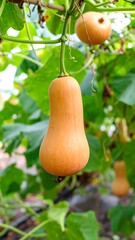 Butternut squash hanging from vine (1)