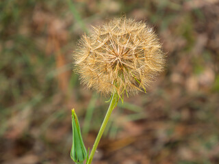 Detailed Dried Dandelion Seed Head