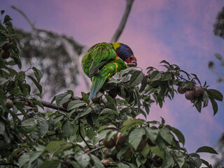  Rainbow Lorikeet Feeding On Wild Plums