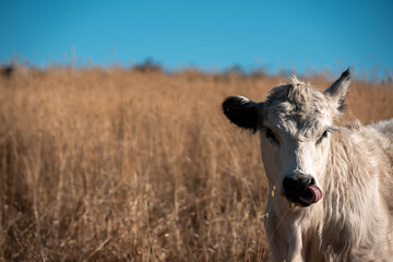 cows in a field in summer