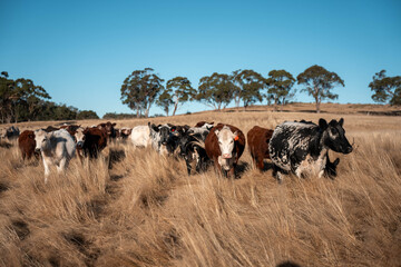 Angus, wagyu and murray grey beef bulls and cows, being grass fed on a hill in Australia.