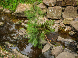 Small Pine Tree Growing In Creek Bed