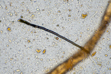 microorganisms and soil biology, with nematodes and fungi under the microscope.