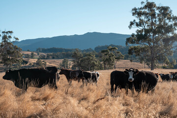 Angus, wagyu and murray grey beef bulls and cows, being grass fed on a hill in Australia.