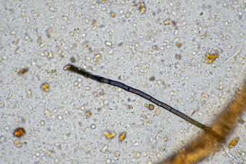 microorganisms and soil biology, with nematodes and fungi under the microscope.