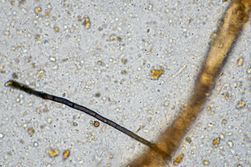 microorganisms and soil biology, with nematodes and fungi under the microscope.
