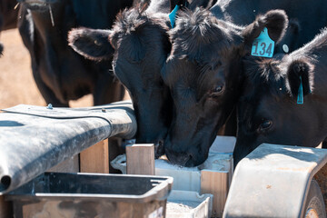mineral cows with mineral blocks for cattle, cow lick block on a farm